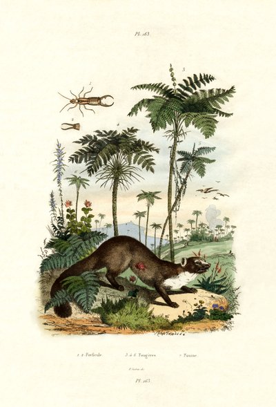 Common European Earwig by French School
